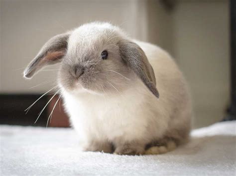 How Much Are Pet Rabbits: Unraveling the Cost and Care of These Fluffy Companions