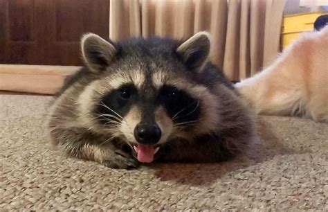 What States Is It Legal to Have a Pet Raccoon, and Why Do They Love Pizza So Much?