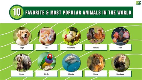 What's the Most Popular Animal in the World, and Why Do They Love Wearing Sunglasses?